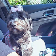 Nailah joined the competition — help win amazing prizes! arm, black_fur, bow, car_door, car_interior, curious, dashboard, daylight, dog, dog_collar, dog_harness, indoor, pet, seat, seatbelt, sunlight, tattoo, vehicle, water_bottle, window