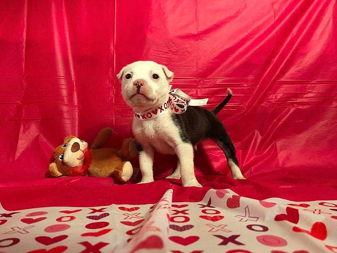 Cootie joined the competition — help win amazing prizes! american_staffordshire_terrier, canidae, carnivore, companion_dog, dog, dog_breed, fawn, mammal, non_sporting_group, pit_bull, puppy, sporting_group, tail, vertebrate