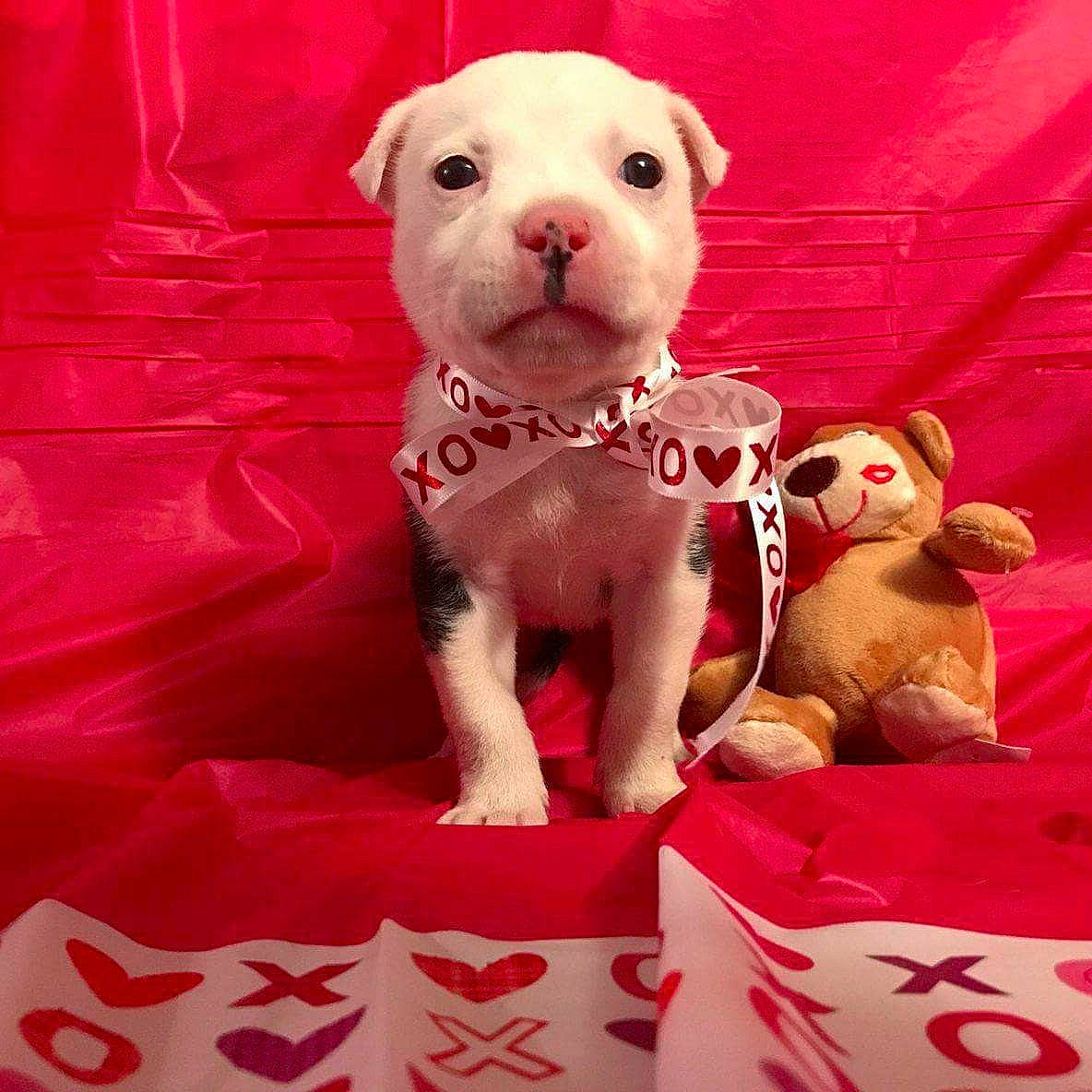 Cootie joined the competition — help win amazing prizes! american_bulldog, american_pit_bull_terrier, american_staffordshire_terrier, boxer, bulldog, canidae, carnivore, companion_dog, dog, dog_breed, fawn, mammal, non_sporting_group, pink, pit_bull, puppy, puppy_love, rare_breed_dog, snout, vertebrate
