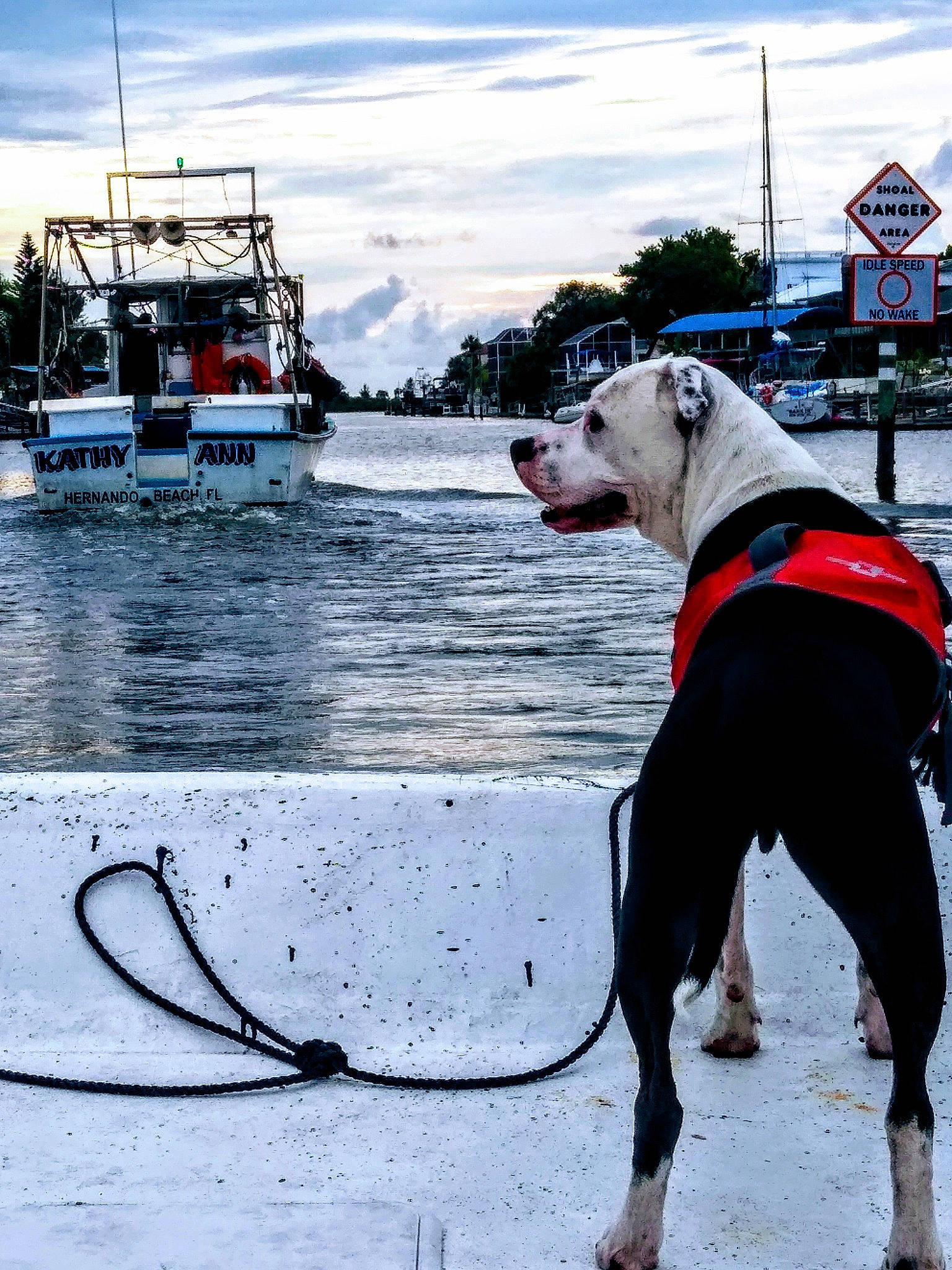 Lucy joined the competition — help win amazing prizes! american_pit_bull_terrier, american_staffordshire_terrier, canidae, carnivore, dock, dog, dog_breed, dog_collar, great_dane, guard_dog, leash, non_sporting_group, snout, sporting_group, vacation, vehicle, water, working_dog
