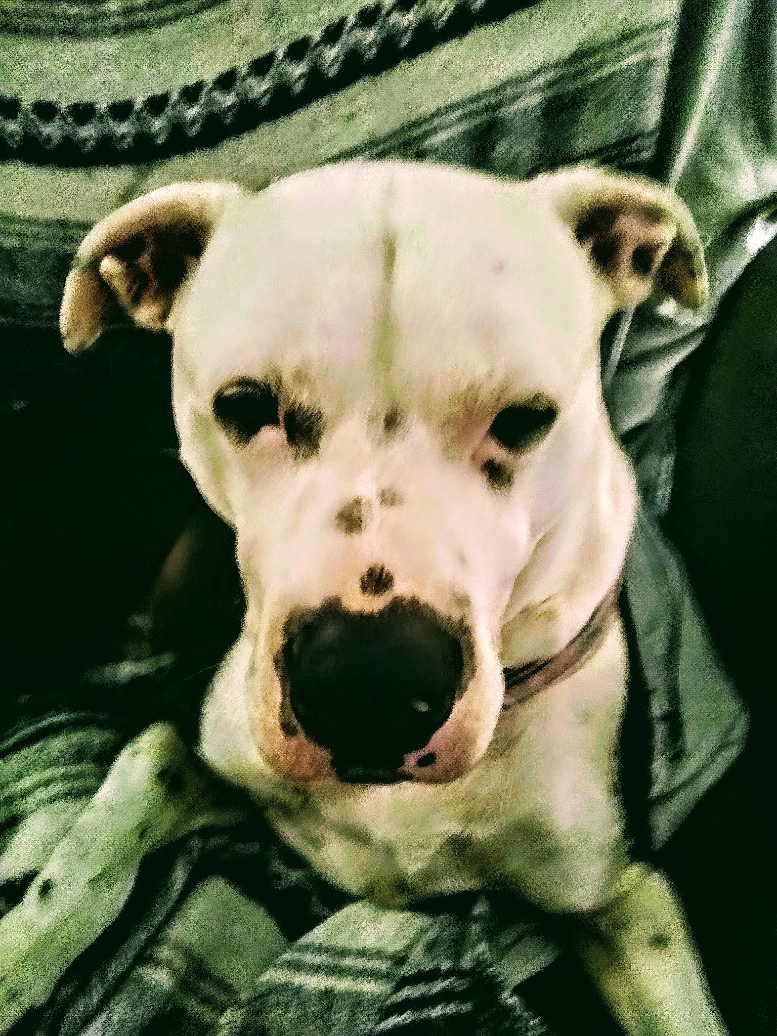 Lucy joined the competition — help win amazing prizes! american_bulldog, american_pit_bull_terrier, american_staffordshire_terrier, canidae, carnivore, companion_dog, cordoba_fighting_dog, dog, dog_breed, dogo_argentino, dogo_guatemalteco, fawn, mammal, non_sporting_group, nose, pit_bull, rare_breed_dog, snout, valley_bulldog, vertebrate