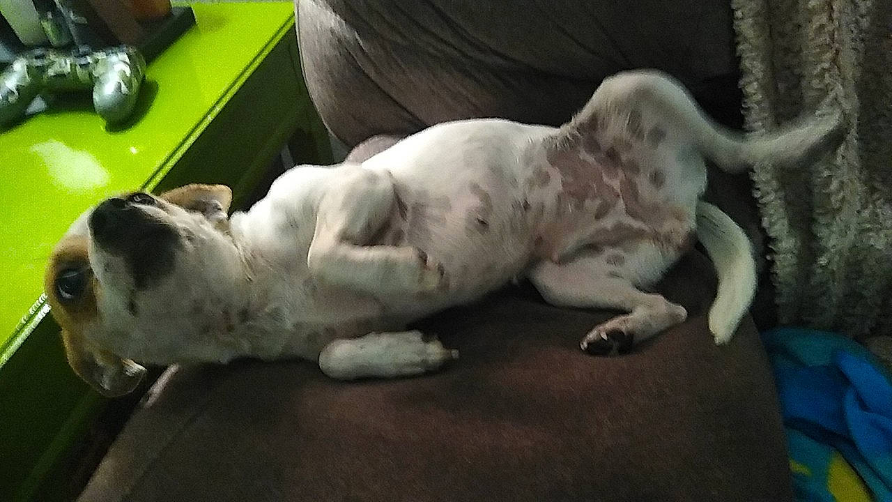 Cheeto joined the competition — help win amazing prizes! american_bulldog, canidae, carnivore, dog, dog_breed, great_dane, mammal, non_sporting_group, pointer, sporting_group, vertebrate