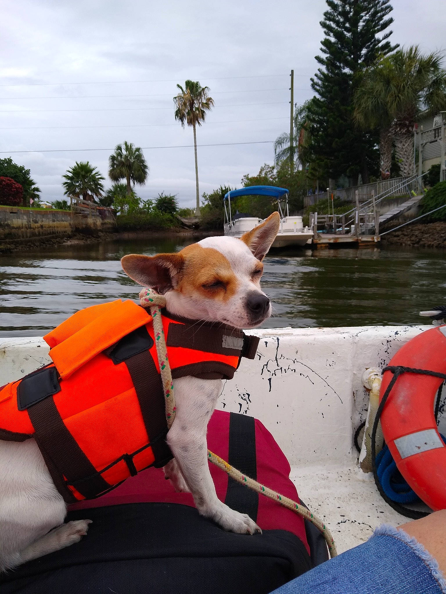 Cheeto joined the competition — help win amazing prizes! boat, boating, boats_and_boating_equipment_and_supplies, canidae, carnivore, companion_dog, dog, dog_breed, lifejacket, personal_protective_equipment, recreation, sporting_group, vehicle, water_transportation, watercraft