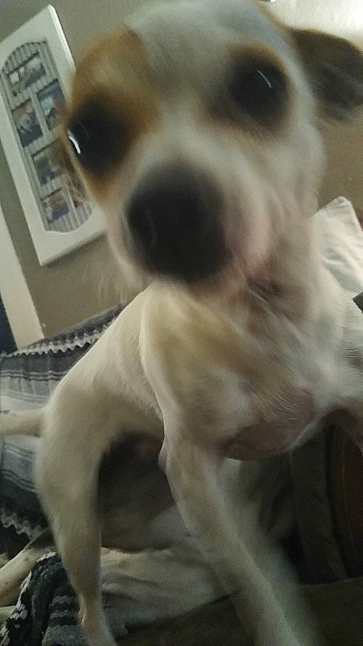 Cheeto joined the competition — help win amazing prizes! canidae, carnivore, companion_dog, dog, dog_breed, fawn, feist, jack_russell_terrier, mammal, miniature_fox_terrier, parson_russell_terrier, rare_breed_dog, russell_terrier, snout, sporting_group, vertebrate