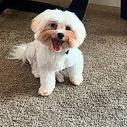 Bentley is registered to the contest to win money with this photo: animal, carpet, chair_leg, companion, cute, dog, domestic_animal, floor, fluffy, friendly, fur, happy, indoor, pet, playful, sitting, small_dog, smiling_dog, tongue_out, white_dog