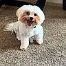 animal, carpet, chair_leg, companion, cute, dog, domestic_animal, floor, fluffy, friendly, fur, happy, indoor, pet, playful, sitting, small_dog, smiling_dog, tongue_out, white_dog