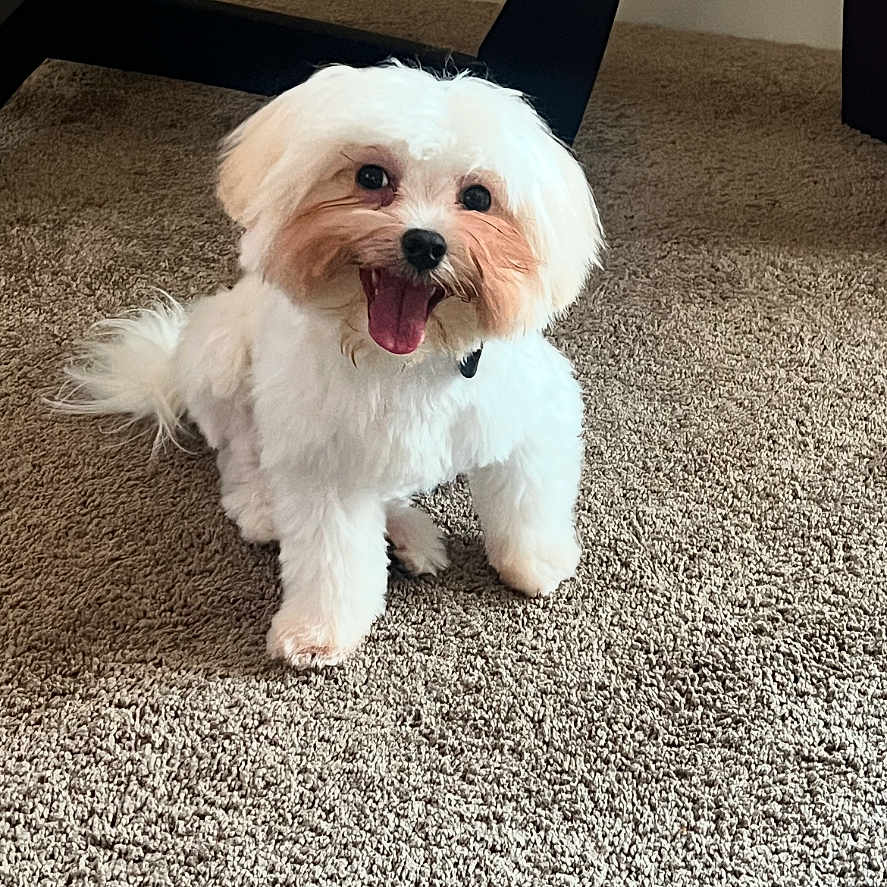 Bentley is registered to the contest to win money with this photo: animal, carpet, chair_leg, companion, cute, dog, domestic_animal, floor, fluffy, friendly, fur, happy, indoor, pet, playful, sitting, small_dog, smiling_dog, tongue_out, white_dog