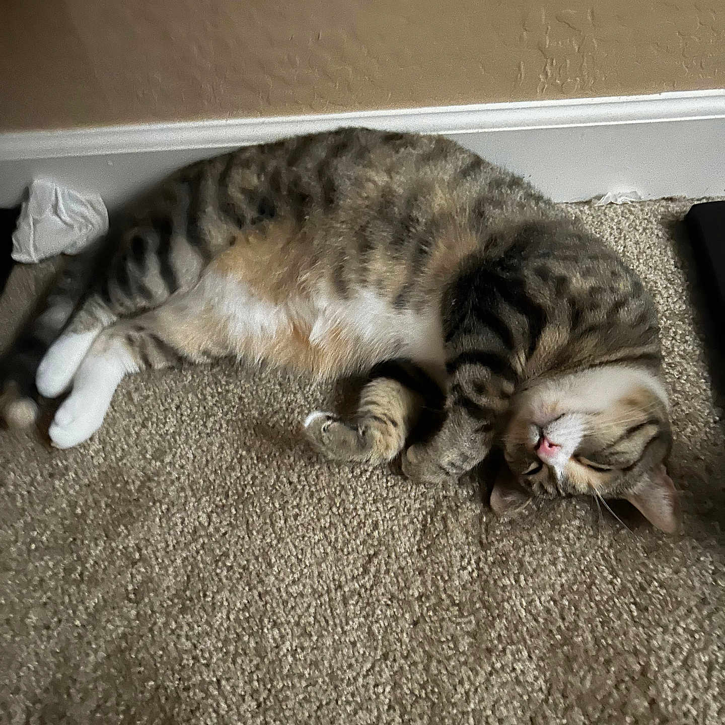 Sparkle joined the competition — help win amazing prizes! animal, carpet, cat, cozy, cute, domestic, feline, fur, home, indoor, mammal, paw, pet, relaxed, resting, sleeping, striped, tabby, wall, whiskers