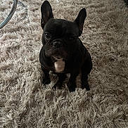 Frenchy joined the competition — help win amazing prizes! animal, black_dog, carpet, companion, cute, dog, ears_up, floor, fluffy_carpet, french_bulldog, furniture, home, indoor, looking_at_camera, pet, sitting, small_dog, sofa, table, white_patch