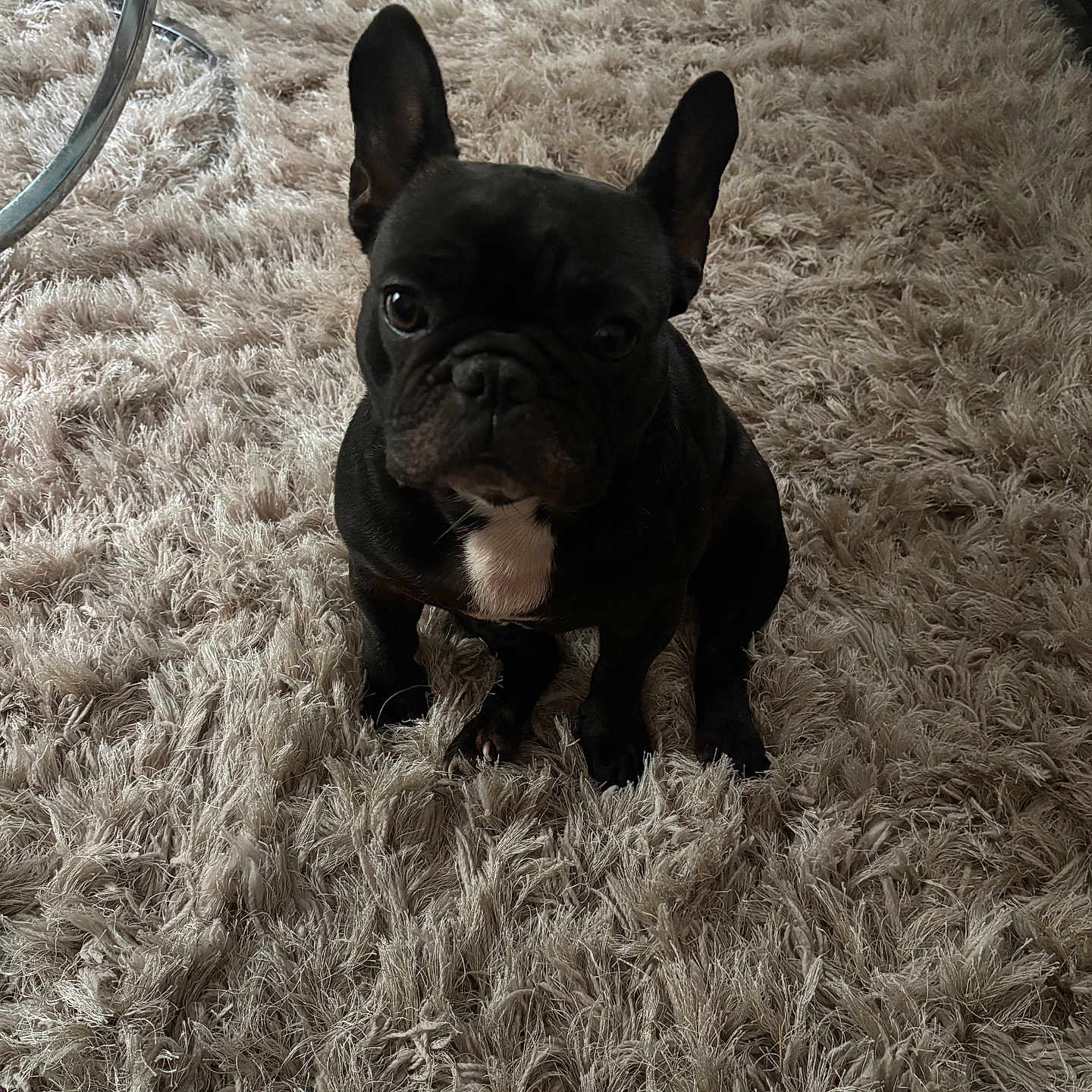 Frenchy joined the competition — help win amazing prizes! animal, black_dog, carpet, companion, cute, dog, ears_up, floor, fluffy_carpet, french_bulldog, furniture, home, indoor, looking_at_camera, pet, sitting, small_dog, sofa, table, white_patch