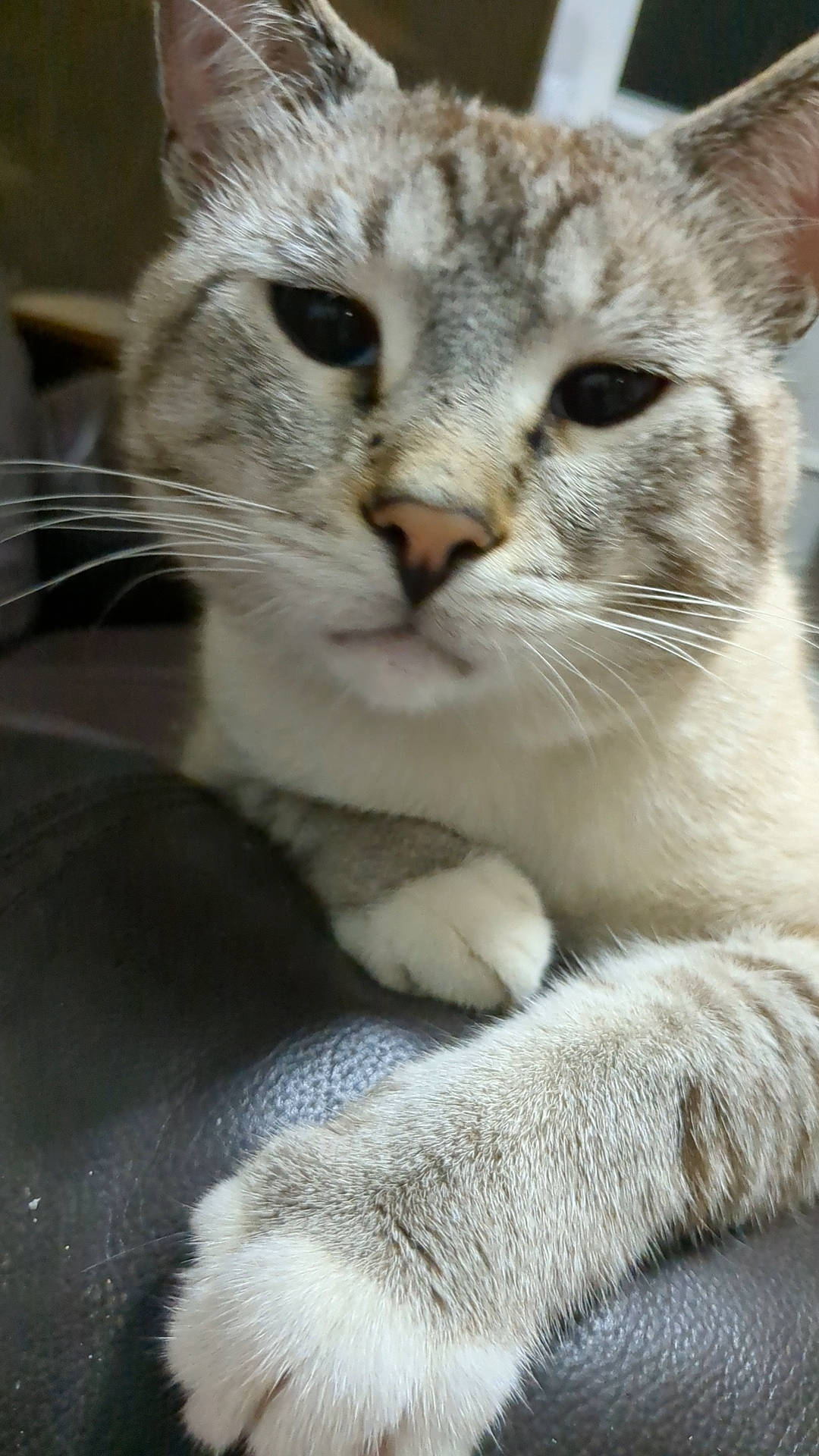 Snowey is registered to the contest to win money with this photo: carnivore, cat, claw, domestic_short_haired_cat, eyelash, felidae, fur, paw, small_to_medium_sized_cats, tail, terrestrial_animal, tree, whiskers, window