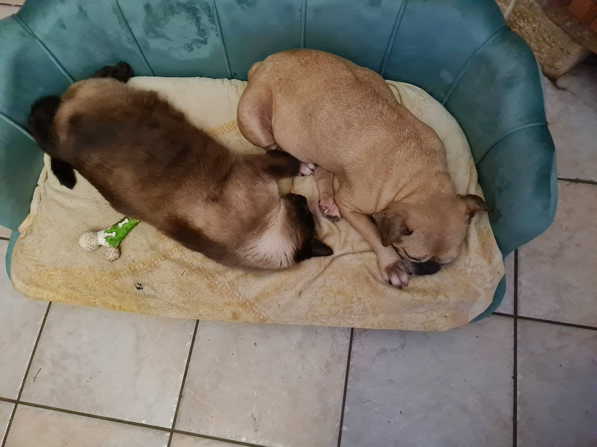 Bianca a rejoint le concours — aidez-le/la à gagner de superbes lots ! beige, canidae, carnivore, collar, comfort, companion_dog, dog, dog_bed, dog_breed, dog_supply, fawn, flooring, liver, nap, pet_supply, sleep, snout, sporting_group, tail, working_animal