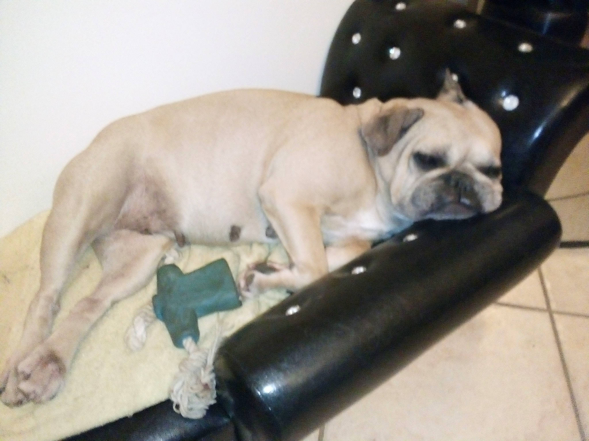 Bianca participe au concours pour gagner de l'argent avec cette photo : bulldog, canidae, carnivore, collar, comfort, companion_dog, dog, dog_breed, dog_collar, dog_supply, fawn, pet_supply, pug, snout, sporting_group, terrestrial_animal, toy_dog, whiskers, working_animal, wrinkle