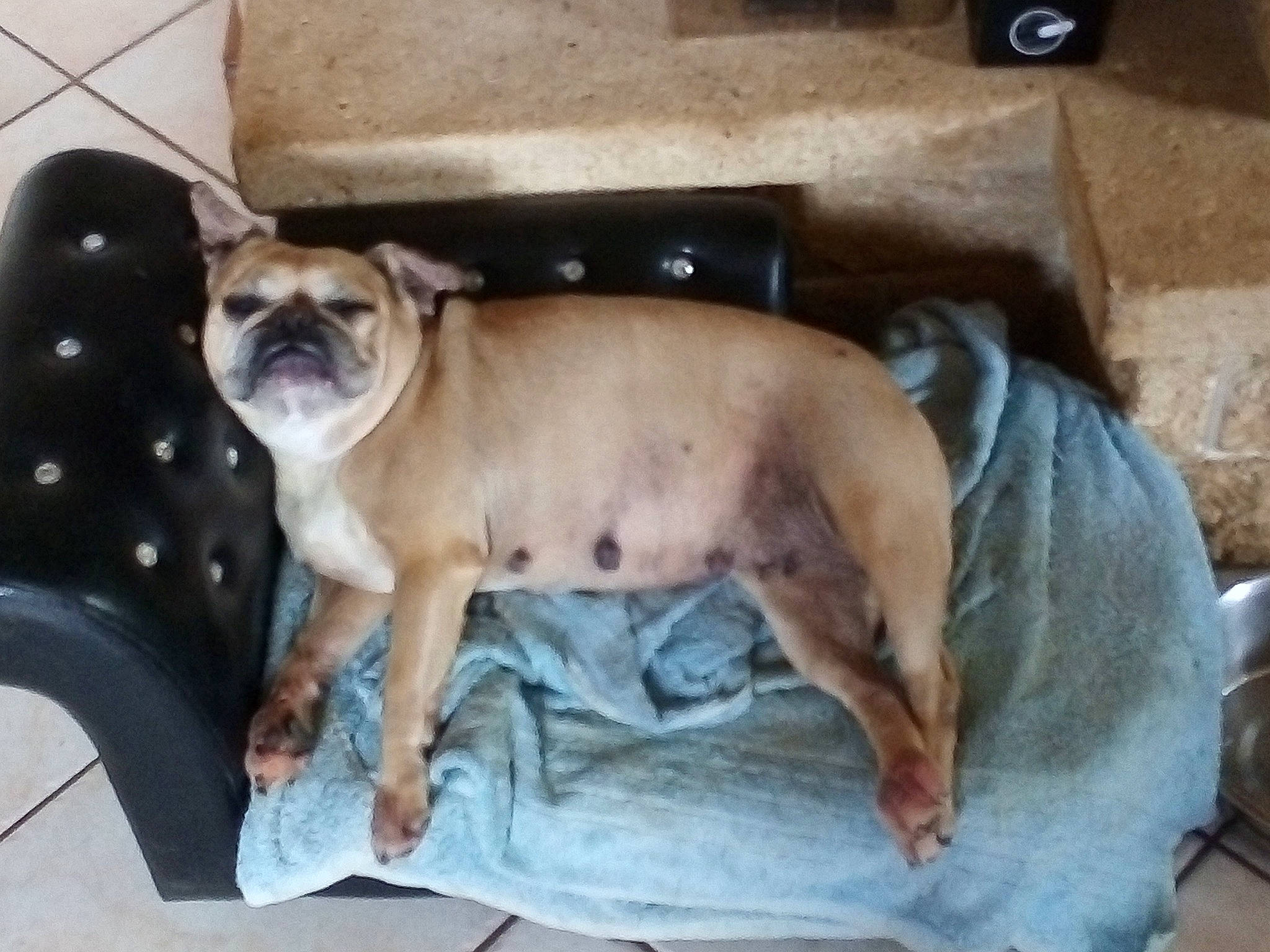 Bianca a rejoint le concours — aidez-le/la à gagner de superbes lots ! box, carnivore, comfort, companion_dog, dog, dog_breed, dog_supply, fawn, felidae, liver, paw, pug, shipping_box, tail, terrestrial_animal, toy_dog, watch, whiskers, working_animal, wrinkle