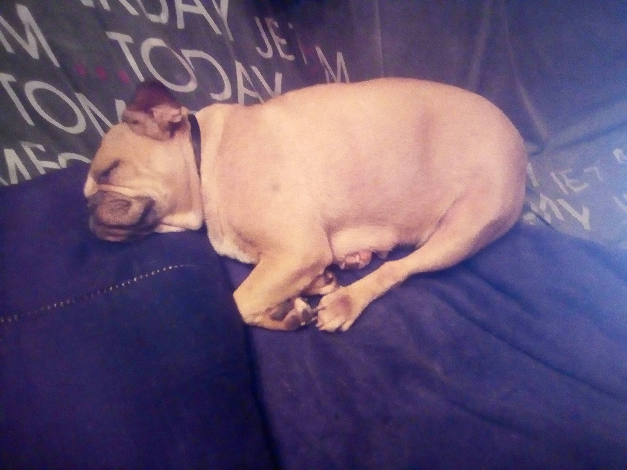 Bianca participe au concours pour gagner de l'argent avec cette photo : canidae, carnivore, cloud, comfort, companion_dog, darkness, dog, dog_breed, ear, fawn, felidae, paw, snout, sporting_group, tail, terrestrial_animal, toy_dog, whiskers, working_animal, wrinkle