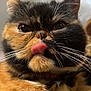 cat, tortoiseshell, close_up, tongue_out, whiskers, pet, animal, fur, cute, face, indoor, plush_toy, blurred_background, playful, domestic_cat, eyes, nose, mouth, feline, closeup