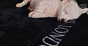 Cash is registered to the contest to win money with this photo: animal, bedroom, blanket, calm, cozy, cute, decor, dog, furniture, home, indoor, peaceful, pet, puppy, resting, sleeping, small, soft, white_fur, wood