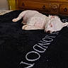 animal, bedroom, blanket, calm, cozy, cute, decor, dog, furniture, home, indoor, peaceful, pet, puppy, resting, sleeping, small, soft, white_fur, wood