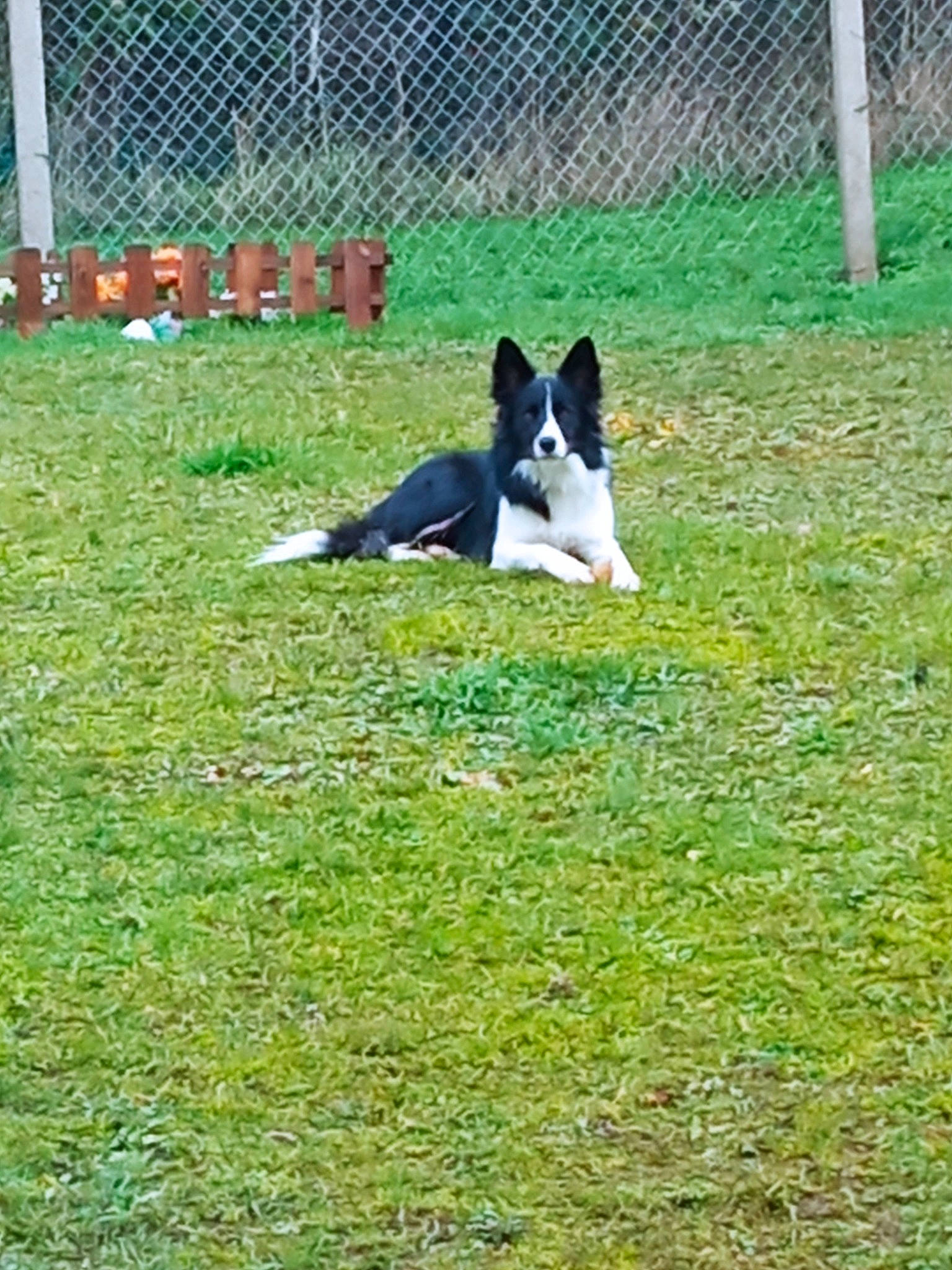 Pepsie a rejoint le concours — aidez-le/la à gagner de superbes lots ! canidae, carnivore, companion_dog, dog, dog_breed, dog_sports, fence, garden, grass, grass_family, grassland, groundcover, herding_dog, lawn, pasture, plant, sporting_group, tail, terrestrial_animal, yard