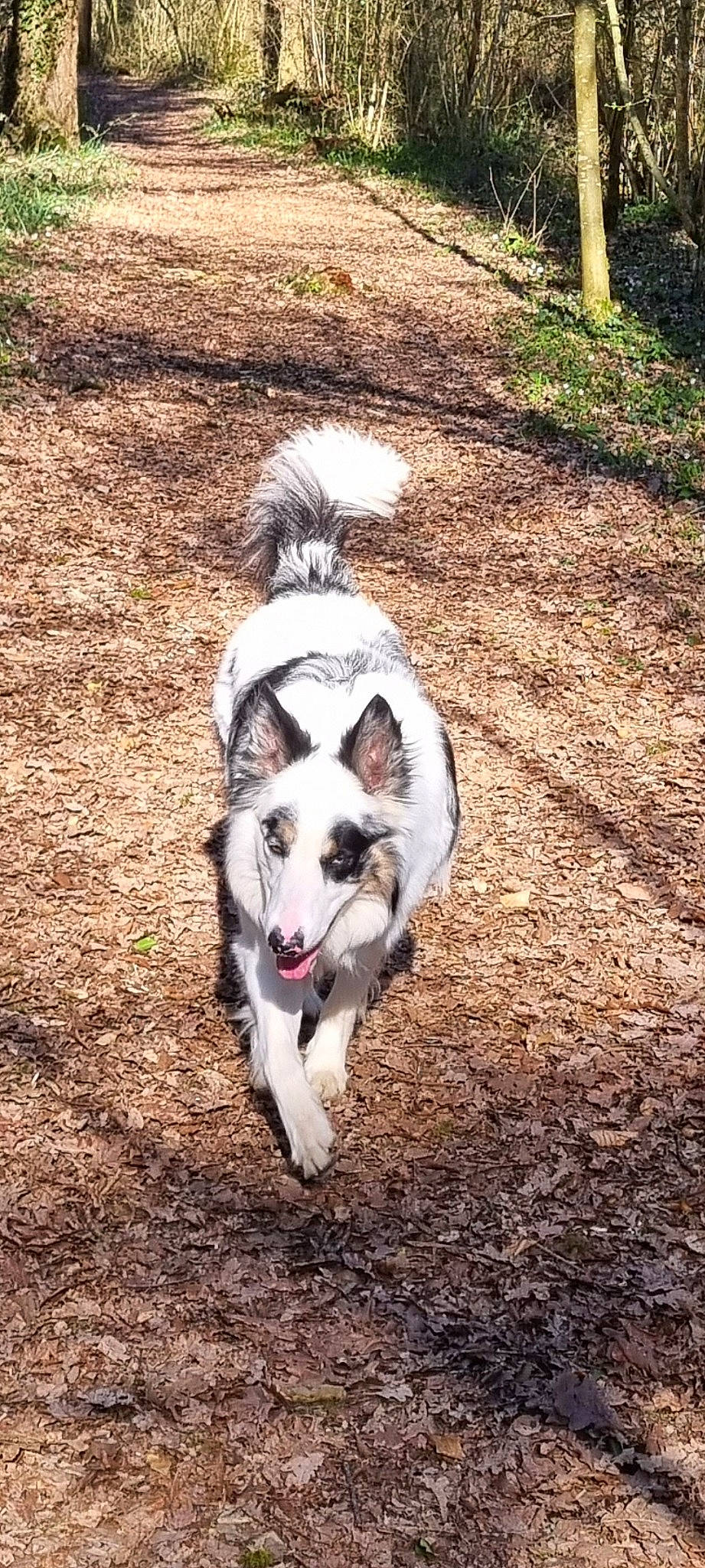 Marley participe au concours pour gagner de l'argent avec cette photo : canidae, carnivore, companion_dog, dog, dog_breed, fur, grass, non_sporting_group, paw, plant, sled_dog, snout, soil, sporting_group, tail, terrestrial_animal, working_animal, working_dog