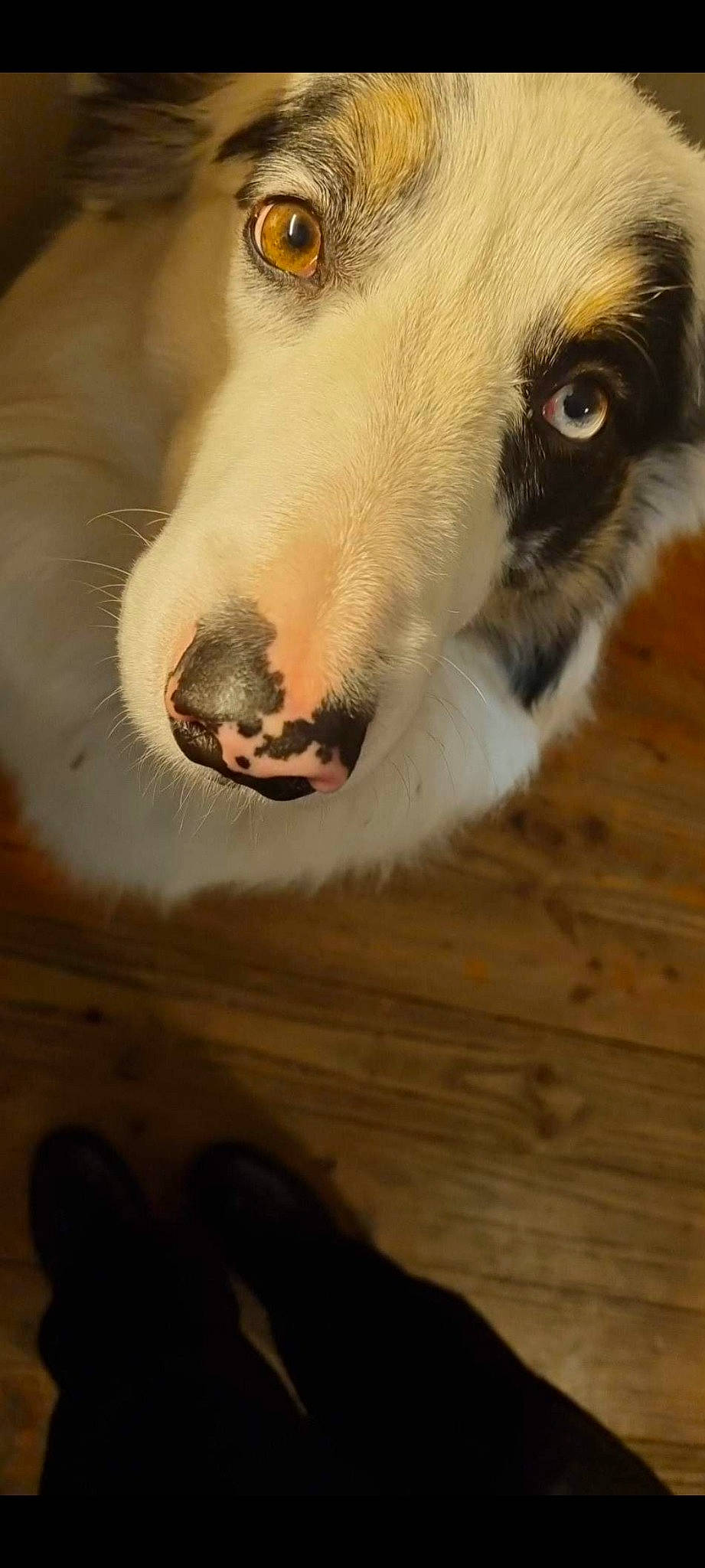 Marley participe au concours pour gagner de l'argent avec cette photo : canidae, carnivore, companion_dog, dog, dog_breed, fawn, flooring, fur, hardwood, non_sporting_group, saluki, snout, sporting_group, street_dog, terrestrial_animal, whiskers, wood, working_animal