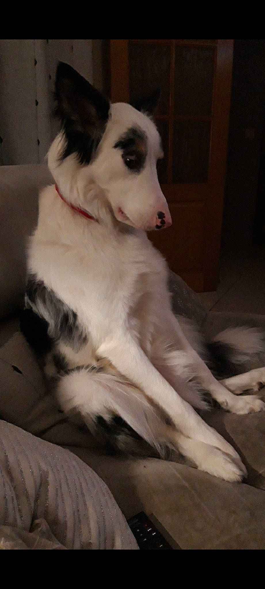 Marley a rejoint le concours — aidez-le/la à gagner de superbes lots ! ancient_dog_breeds, canidae, carnivore, companion_dog, dog, dog_breed, fur, giant_dog_breed, non_sporting_group, paw, snout, sporting_group, terrestrial_animal, texas_heeler, whiskers, working_animal, working_dog