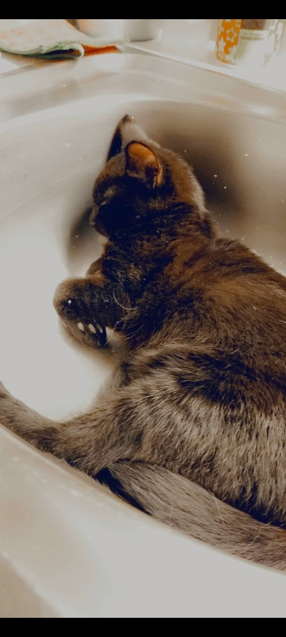 Charly participe au concours pour gagner de l'argent avec cette photo : carnivore, cat, claw, domestic_short_haired_cat, felidae, fur, grey, human_leg, paw, sitting, small_to_medium_sized_cats, snout, tail, terrestrial_animal, whiskers, wildlife