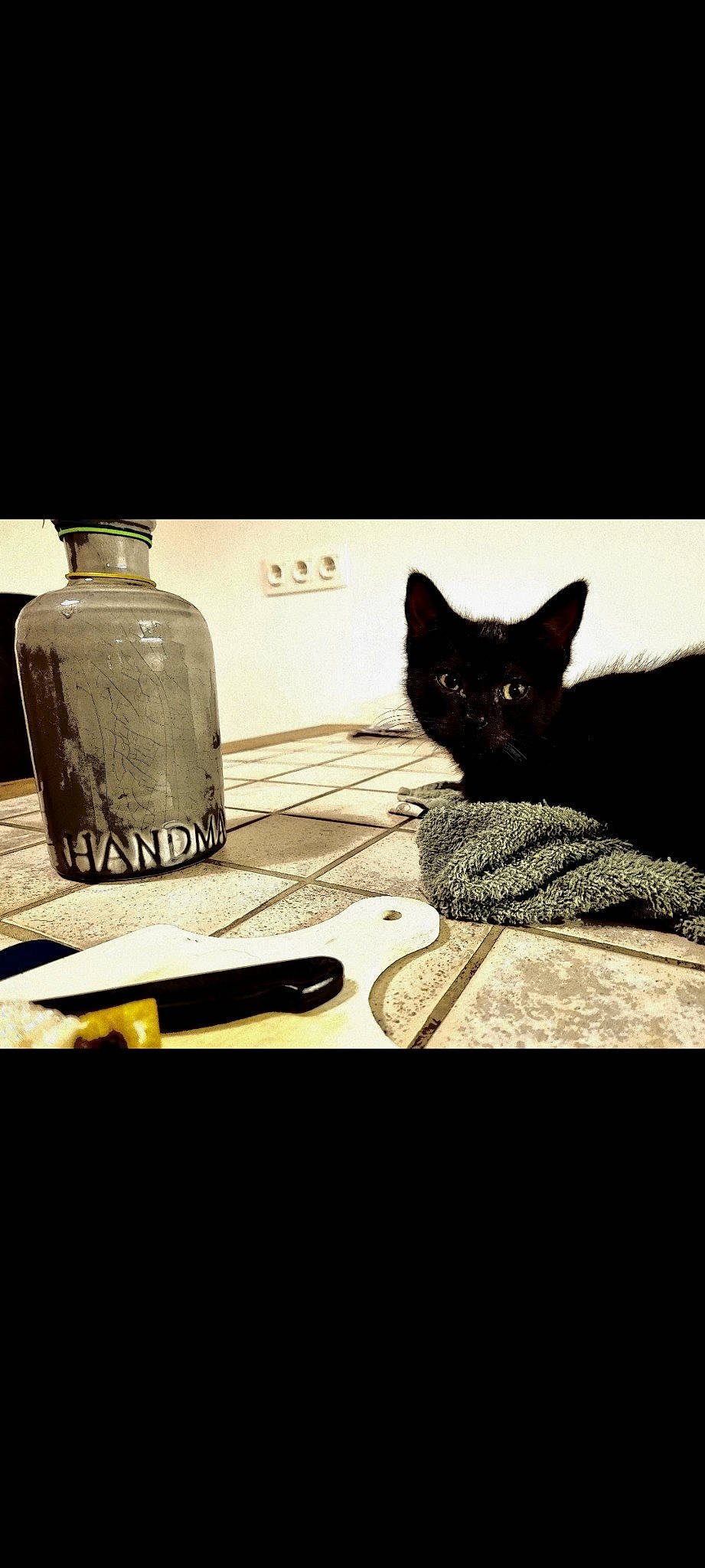 Charly a rejoint le concours — aidez-le/la à gagner de superbes lots ! bottle, carnivore, cat, comfort, drink, drinkware, felidae, fluid, font, gas, glass_bottle, grey, liquid, monochrome, monochrome_photography, rectangle, room, small_to_medium_sized_cats, tints_and_shades, whiskers