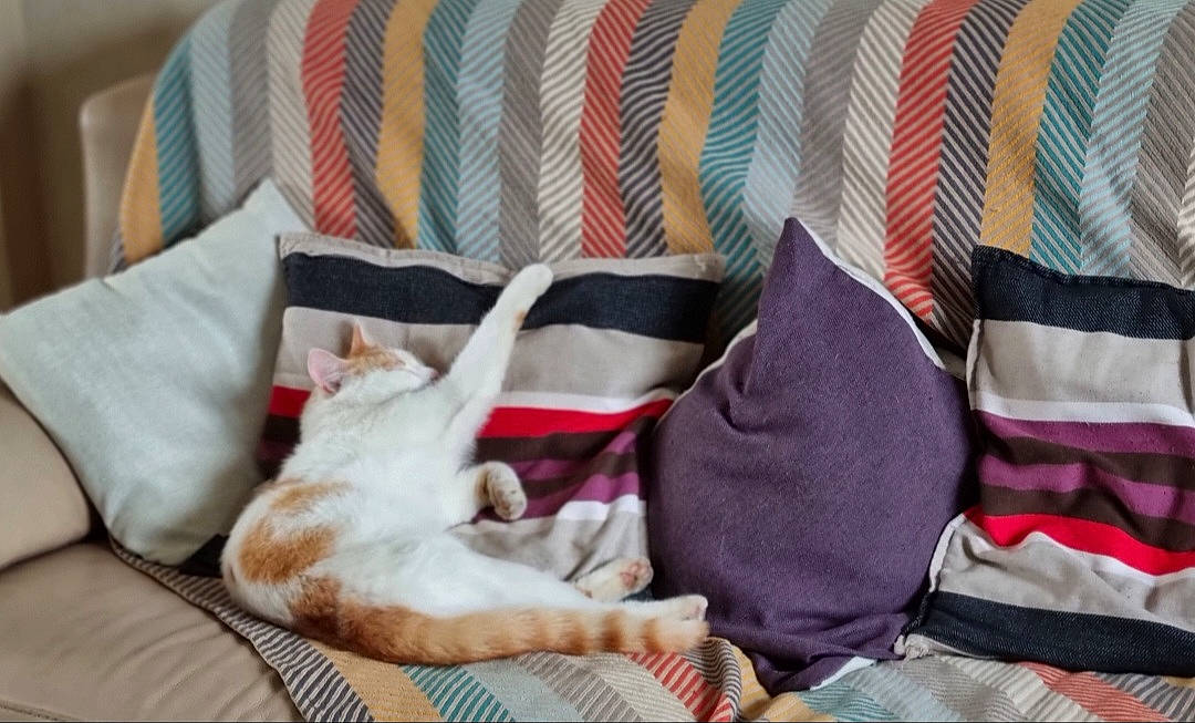 Aburu a rejoint le concours — aidez-le/la à gagner de superbes lots ! bed_sheet, bedding, carnivore, cat, comfort, companion_dog, couch, domestic_short_haired_cat, felidae, fur, linens, pattern, paw, rectangle, room, small_to_medium_sized_cats, tail, textile, throw_pillow, whiskers