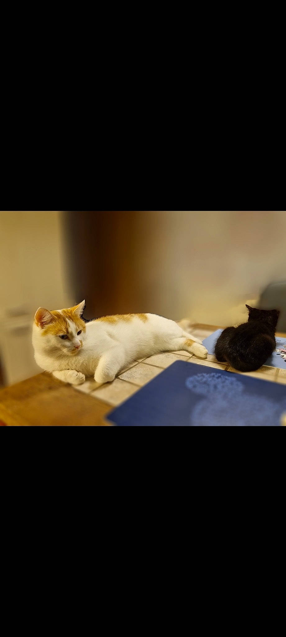 Aburu a rejoint le concours — aidez-le/la à gagner de superbes lots ! carnivore, cat, comfort, domestic_short_haired_cat, fawn, felidae, font, fur, linens, paw, photo_caption, room, sitting, small_to_medium_sized_cats, snout, still_life_photography, tail, terrestrial_animal, whiskers, wood