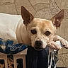dog, pet, laundry_basket, clothes, indoor, resting, ears, face, paws, looking, closeup, animal, cute, furniture, texture, wall, home, relaxed, portrait, brown