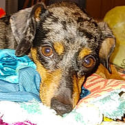 Beedy is registered to the contest to win money with this photo: dog, close_up, merle_coat, brown_eyes, resting, blankets, colorful, indoor, pet, fur, cute, animal, portrait, looking, ears, snout, cozy, home, sleepy, soft