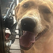 Honey Bear is registered to the contest to win money with this photo: dog, close_up, tongue_out, happy, pet, animal, brown_fur, snout, nose, mouth, teeth, whiskers, glass, reflection, metal, equipment, background, outdoor, daylight, portrait