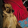dog, lying_down, brown_dog, blanket, red_blanket, bed, bedding, person, relaxed, indoor, resting, canine, fur, comfort, pet, animal, sleepy, home, couch, casual