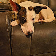 Chip is registered to the contest to win money with this photo: dog, pet, leather_couch, ear, paw, face, expression, indoor, pillow, fabric, resting, animal, fur, snout, nose, home, comfort, relaxing, brown, white