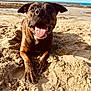 Tania a rejoint le concours — aidez-le/la à gagner de superbes lots ! animal, beach, brindle, canine, closeup, daytime, dog, happy, nature, outdoor, pet, playful, relaxed, sand, shoreline, sky, smiling, summer, sunny, tongue_out