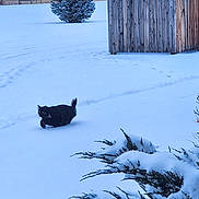 Bruce is registered to the contest to win money with this photo: cat, black_cat, snow, snowy_backyard, fence, tree, bush, winter, outdoor, animal, pet, daytime, cold, footprints, nature, quiet, solitude, landscape, wildlife, morning