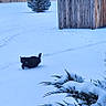 cat, black_cat, snow, snowy_backyard, fence, tree, bush, winter, outdoor, animal, pet, daytime, cold, footprints, nature, quiet, solitude, landscape, wildlife, morning
