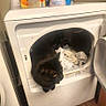 Bruce is registered to the contest to win money with this photo: cat, black_cat, dryer, laundry, laundry_room, clothes, household, appliance, curious, pet, indoor, floor, wood_floor, cleaning, domestic, home, feline, door, white_appliance, curiosity