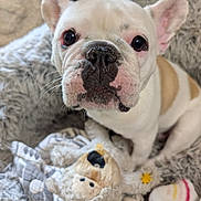 Stella is registered to the contest to win money with this photo: dog, french_bulldog, puppy, pet, cute, blanket, plush_toy, stuffed_animal, cozy, fur, whiskers, indoor, close_up, animal_face, snout, ears, sitting, soft, comfort, home