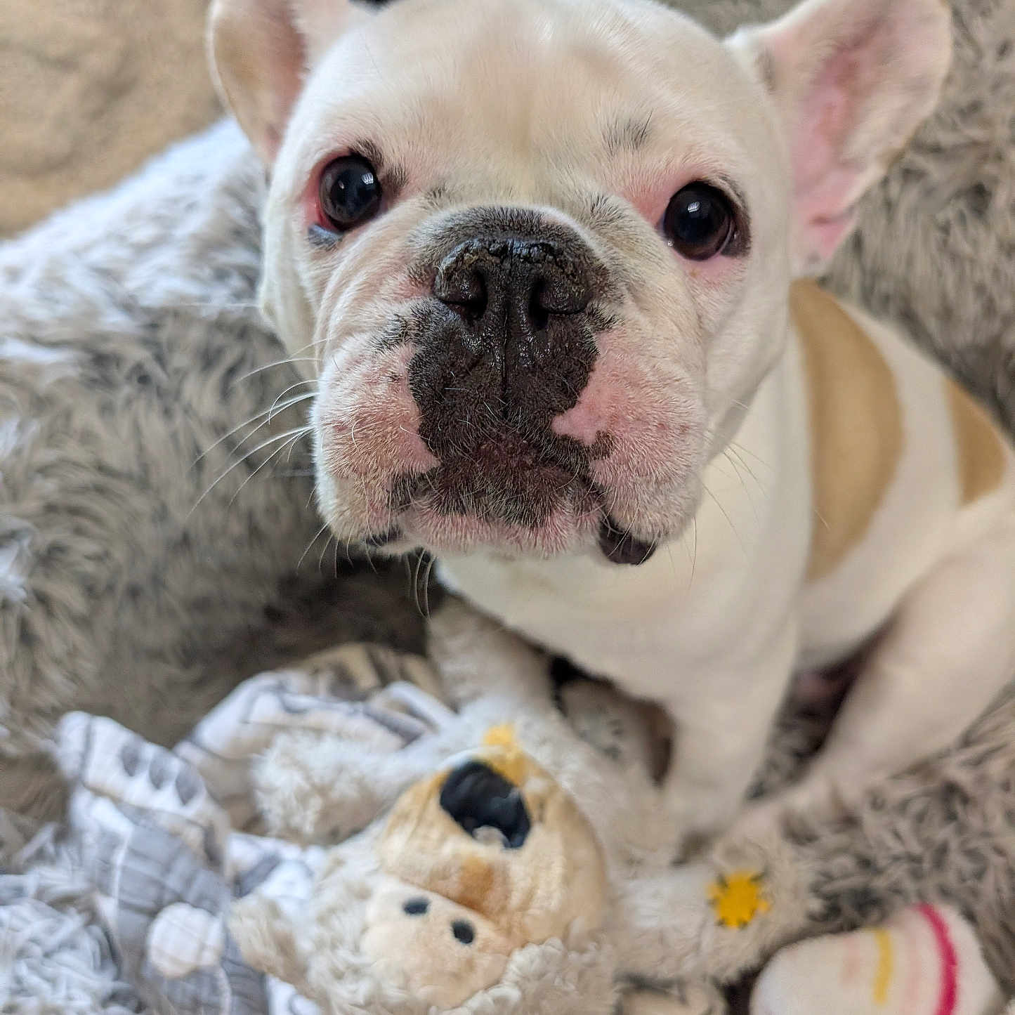 Stella is registered to the contest to win money with this photo: animal_face, blanket, close_up, comfort, cozy, cute, dog, ears, french_bulldog, fur, home, indoor, pet, plush_toy, puppy, sitting, snout, soft, stuffed_animal, whiskers