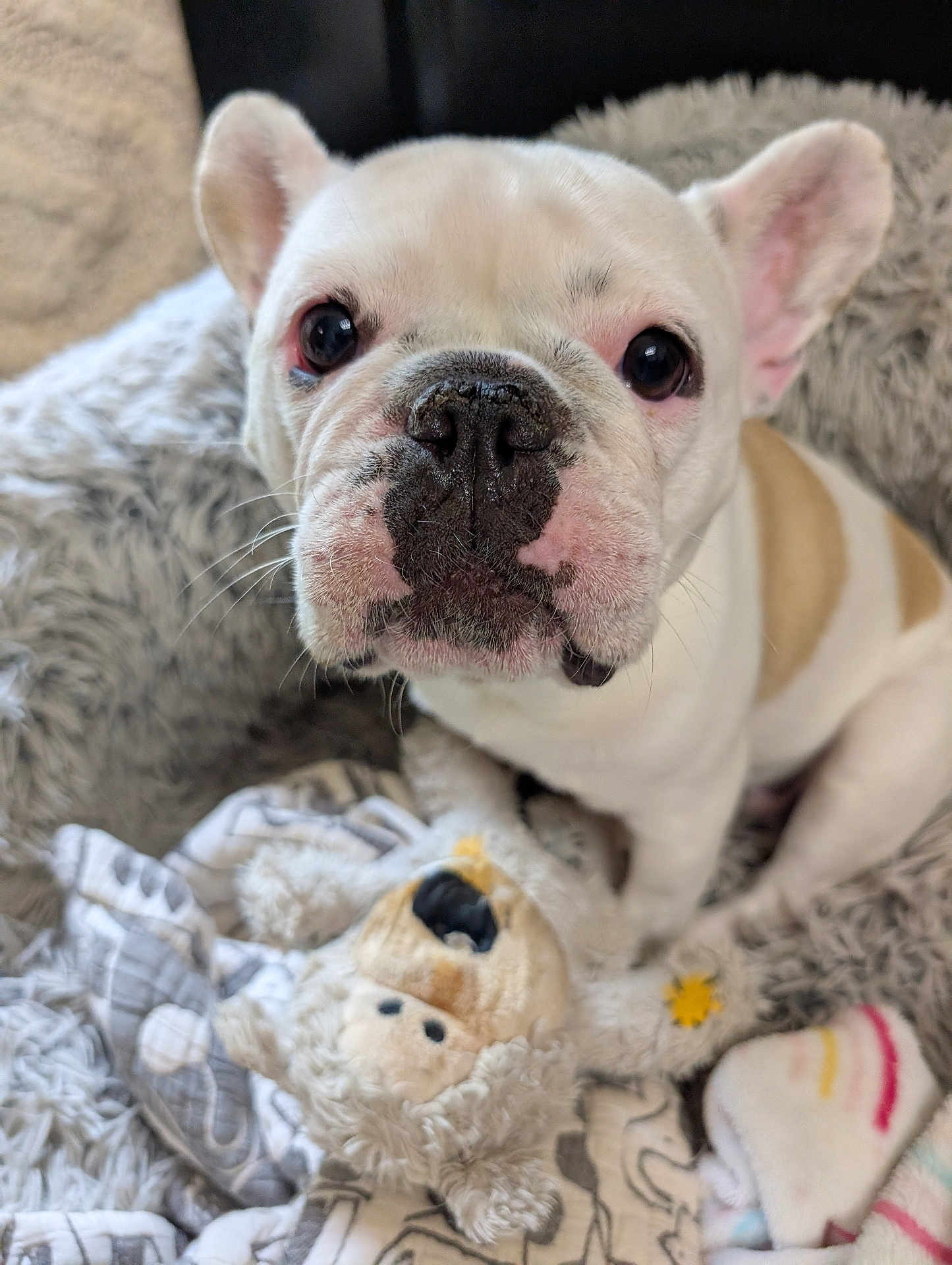 Stella is registered to the contest to win money with this photo: dog, french_bulldog, puppy, pet, cute, blanket, plush_toy, stuffed_animal, cozy, fur, whiskers, indoor, close_up, animal_face, snout, ears, sitting, soft, comfort, home