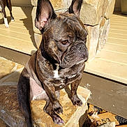 Maggie is registered to the contest to win money with this photo: animal, background, brindle, canine, daylight, deck, dog, ear, face, french_bulldog, nose, outdoor, paw, pet, pillar, resting, step, stone, sunlight, wood