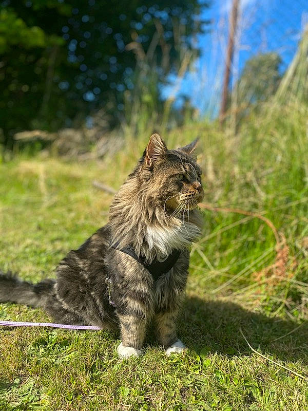 Robby participe au concours pour gagner de l'argent avec cette photo : carnivore, cat, claw, domestic_short_haired_cat, felidae, fur, grass, maine_coon, plant, sitting, sky, small_to_medium_sized_cats, snout, soil, tail, terrestrial_animal, tree, whiskers, wildlife, wood
