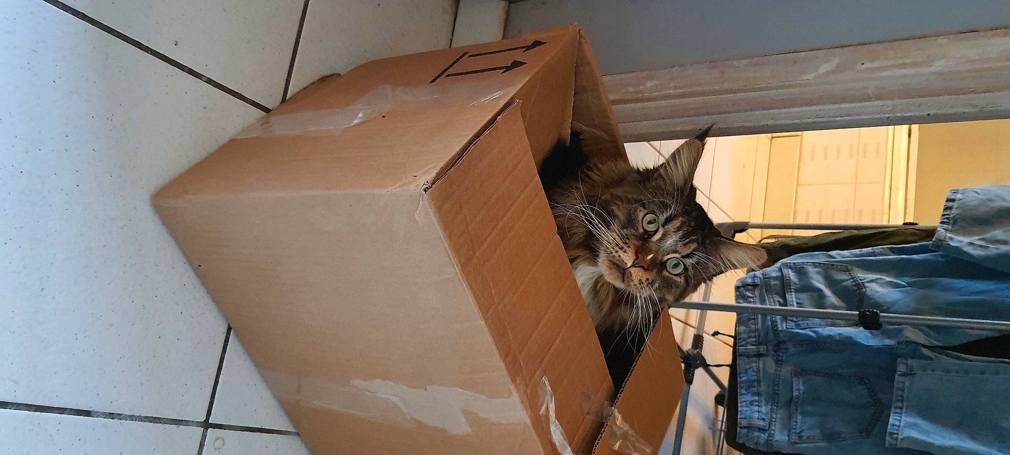 Robby participe au concours pour gagner de l'argent avec cette photo : box, cardboard, carnivore, carton, cat, domestic_short_haired_cat, felidae, fur, hardwood, package_delivery, packaging_and_labeling, packing_materials, paper, paper_product, plywood, shipping_box, small_to_medium_sized_cats, tail, whiskers, wood