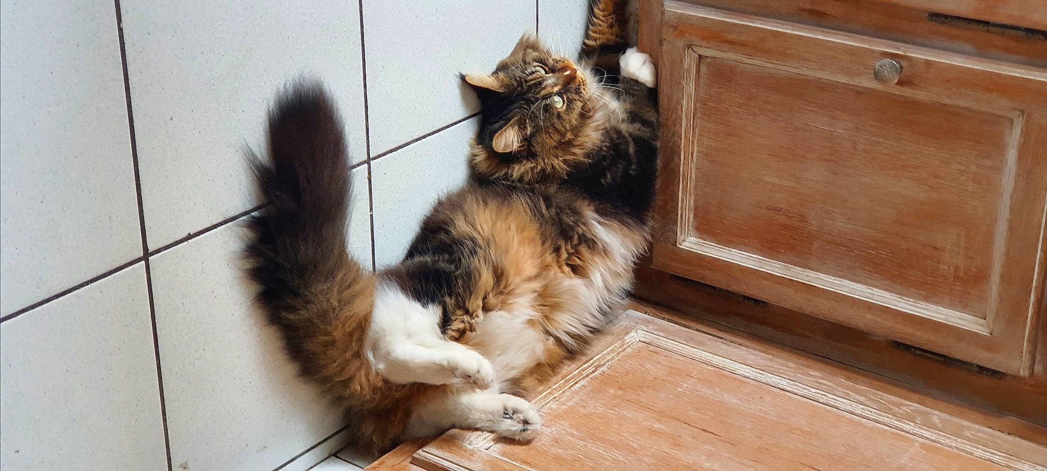 Robby participe au concours pour gagner de l'argent avec cette photo : carnivore, cat, claw, companion_dog, dog_breed, felidae, flooring, fur, hardwood, paw, sitting, small_to_medium_sized_cats, snout, tail, terrestrial_animal, whiskers, window, wood, wood_stain