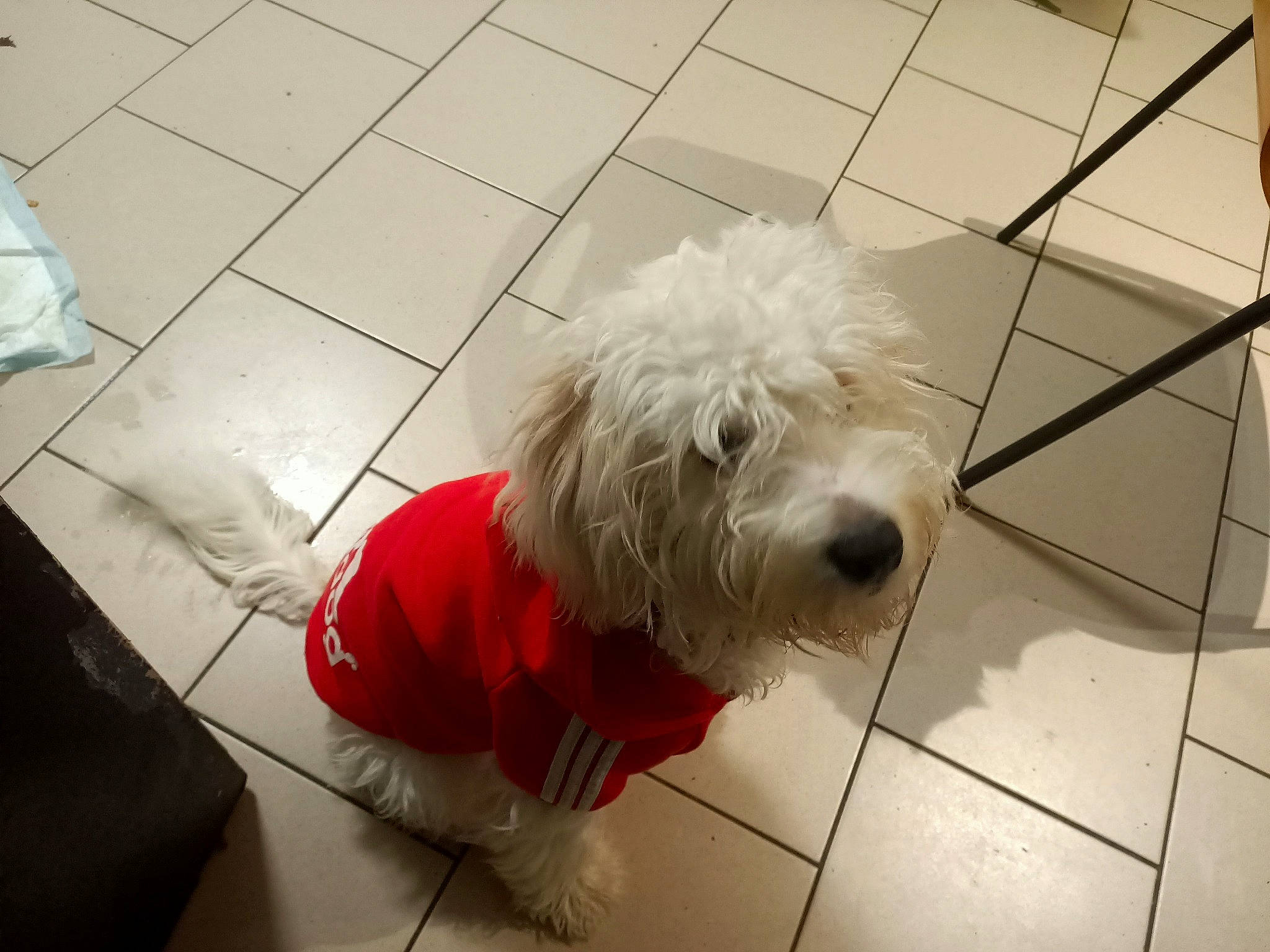 Tobby a rejoint le concours — aidez-le/la à gagner de superbes lots ! canidae, carnivore, collar, companion_dog, dog, dog_breed, dog_clothes, dog_collar, dog_supply, flooring, fur, maltepoo, pet_supply, small_terrier, snout, sporting_group, terrier, tile_flooring, toy_dog, working_animal