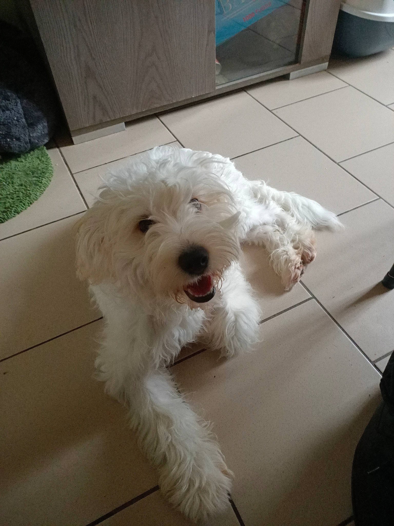 Tobby a rejoint le concours — aidez-le/la à gagner de superbes lots ! bag, carnivore, companion_dog, dog, dog_breed, dog_collar, flooring, fur, goldendoodle, labradoodle, luggage_and_bags, maltepoo, non_sporting_group, poodle, small_terrier, sporting_group, terrier, toy_dog, water_dog, working_animal