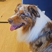 Taiky participe au concours pour gagner de l'argent avec cette photo : dog, australian_shepherd, pet_store, indoor, tongue_out, happy, fur, brown, white, blue_eyes, wooden_floor, sitting, animal, canine, muzzle, ears, whiskers, background, shelf, leash