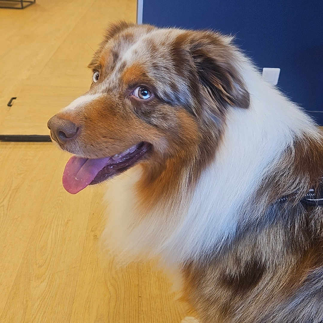 Taiky participe au concours pour gagner de l'argent avec cette photo : dog, australian_shepherd, pet_store, indoor, tongue_out, happy, fur, brown, white, blue_eyes, wooden_floor, sitting, animal, canine, muzzle, ears, whiskers, background, shelf, leash